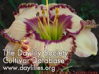 Daylily Faina's Tenderness